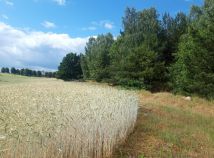 Działka rolna Łysinin. Zdjęcie 3