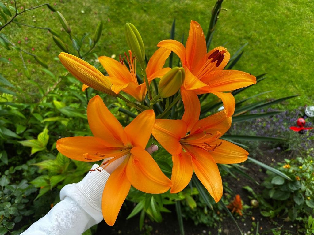 Działka rod Płock, ul. Graniczna. Zdjęcie 2