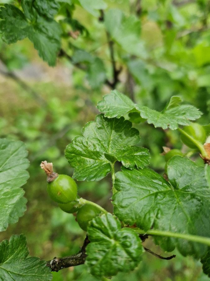 Działka rod Cieszyn. Zdjęcie 11