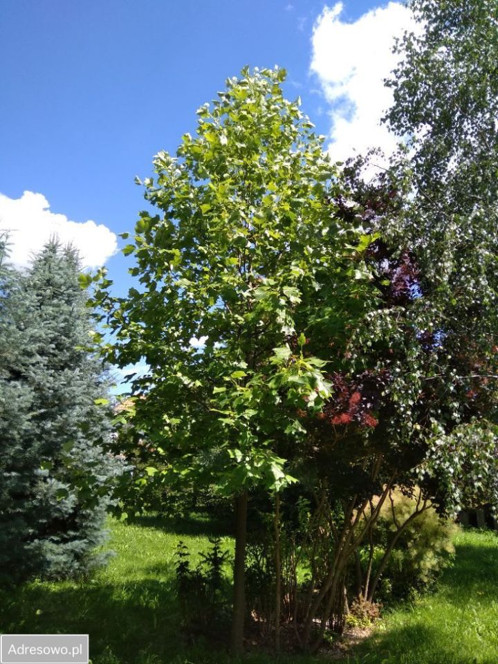 dom wolnostojący, 6 pokoi Karbowo. Zdjęcie 15