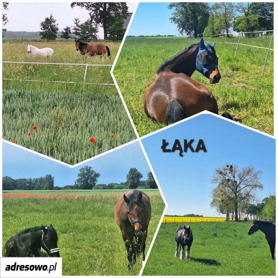 dom wolnostojący, 4 pokoje Wabienice. Zdjęcie 7