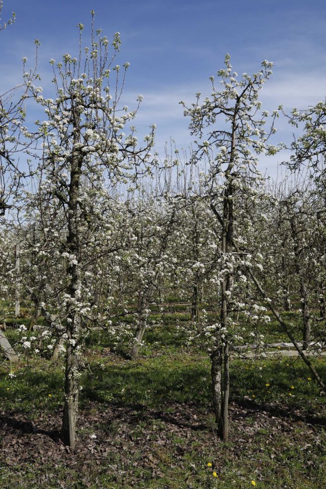 Działka rolna Coniew. Zdjęcie 2