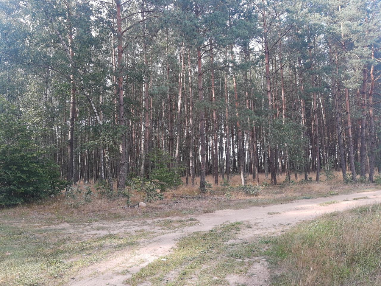 Działka rolna Jerutki. Zdjęcie 2