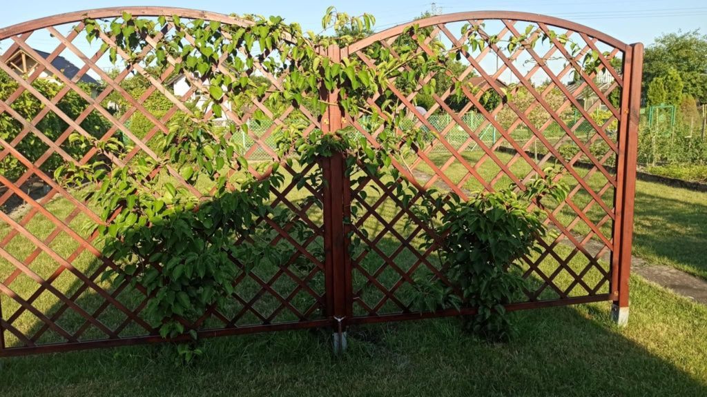 Działka rod Kluczbork, ul. Polna. Zdjęcie 5