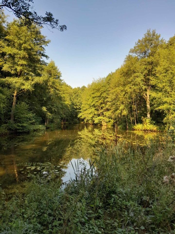 Działka rolno-budowlana Gucin. Zdjęcie 6