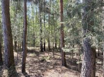 Działka leśna Popielżyn-Zawady. Zdjęcie 1