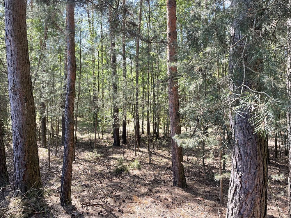 Działka leśna Popielżyn-Zawady. Zdjęcie 2