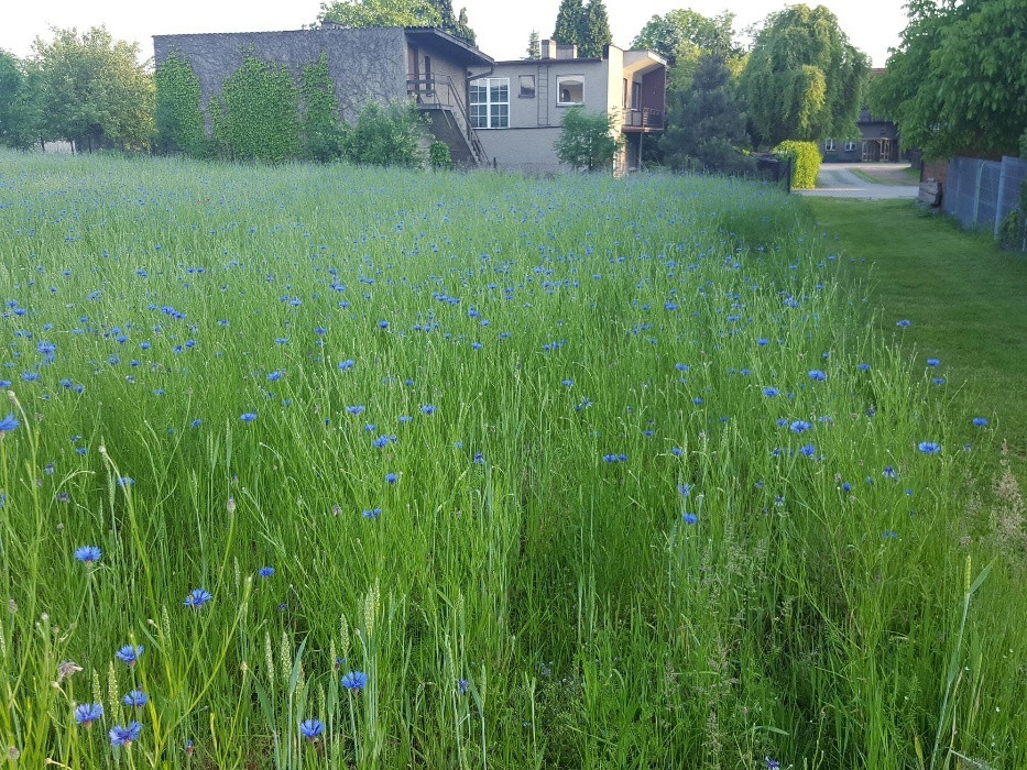 Działka budowlana Czerwionka-Leszczyny Dębieńsko