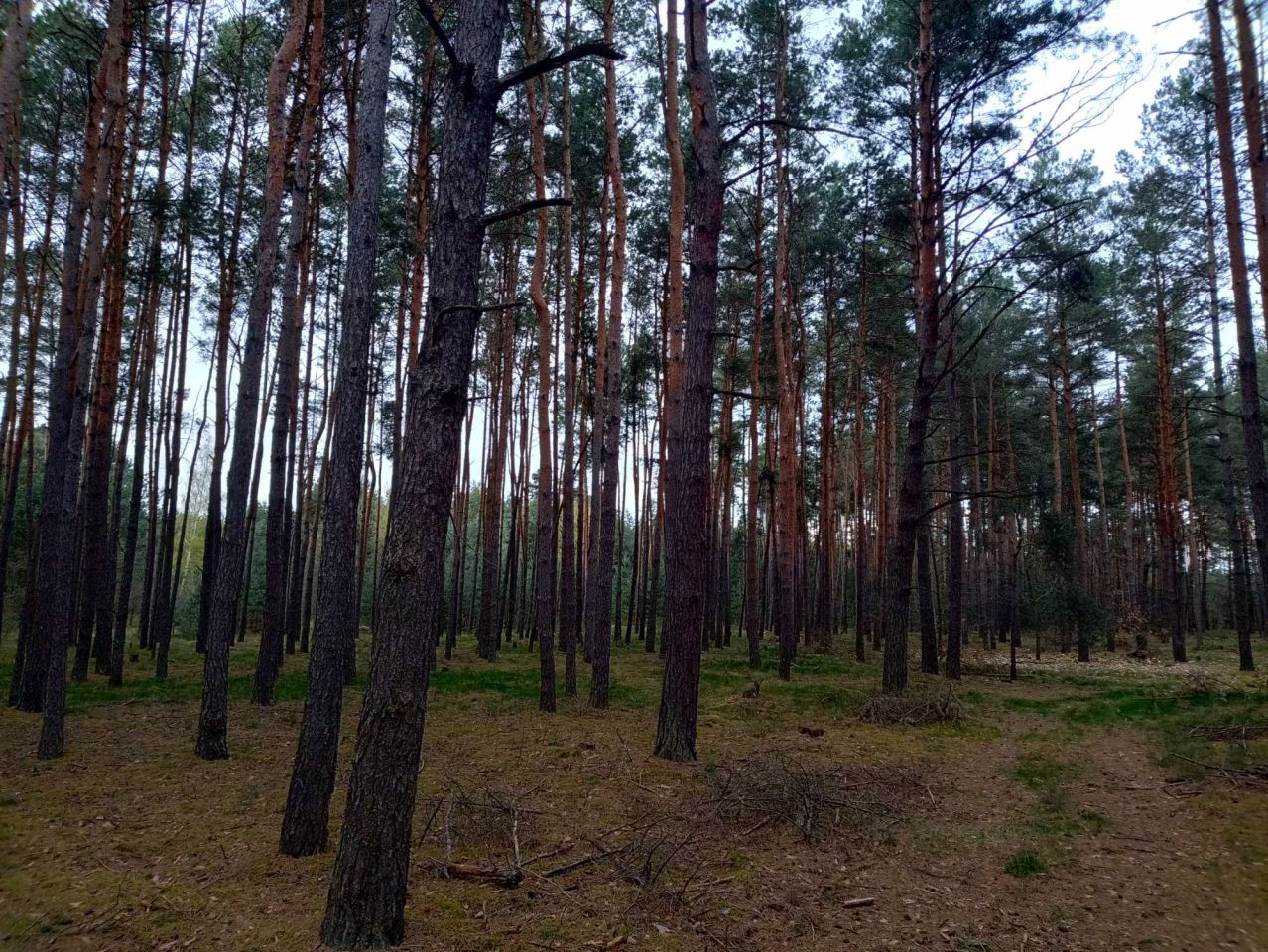 Działka leśna Mierzwin. Zdjęcie 4