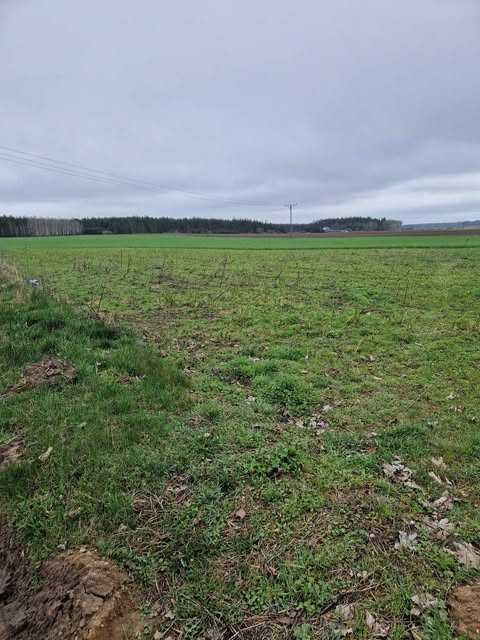 Działka budowlana Filice. Zdjęcie 2