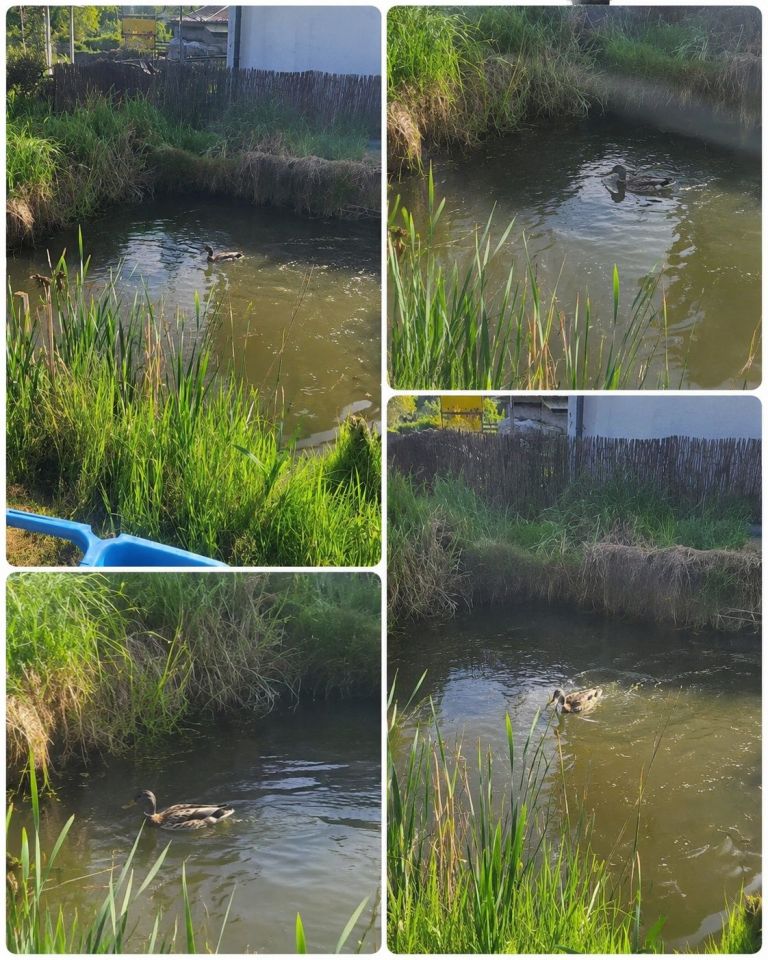 Działka rod Szczecin Gumieńce. Zdjęcie 2