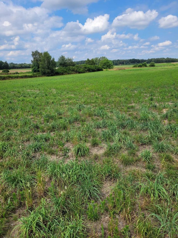 Działka siedliskowa Drągów Zakrzów. Zdjęcie 2