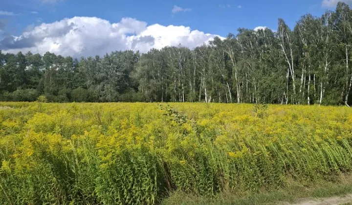Działka rekreacyjna Leszno