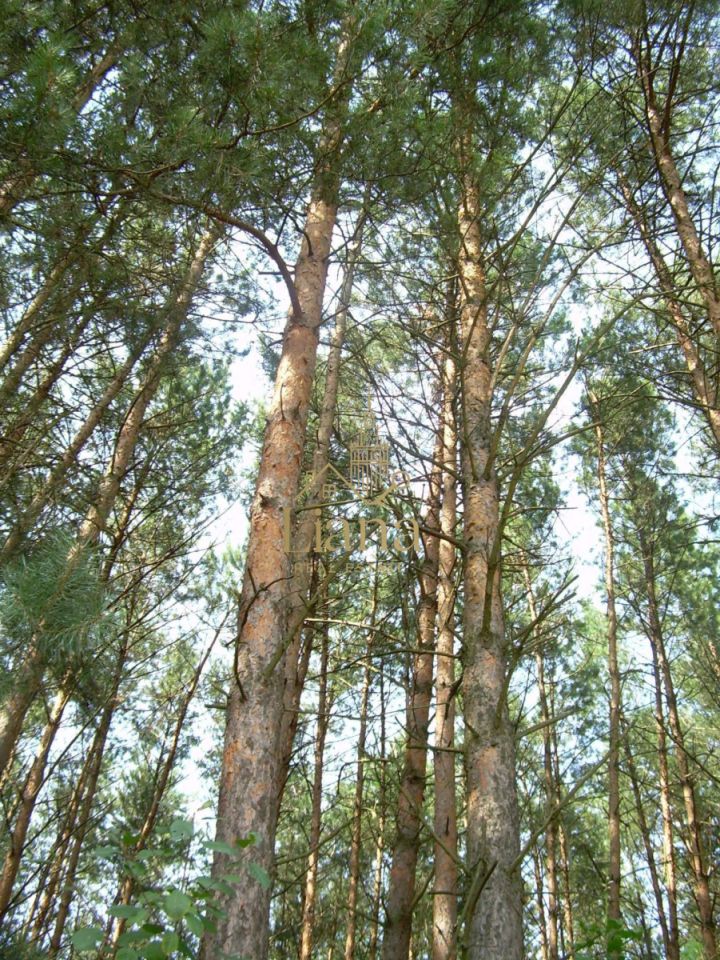 Działka budowlana Kobyla. Zdjęcie 9