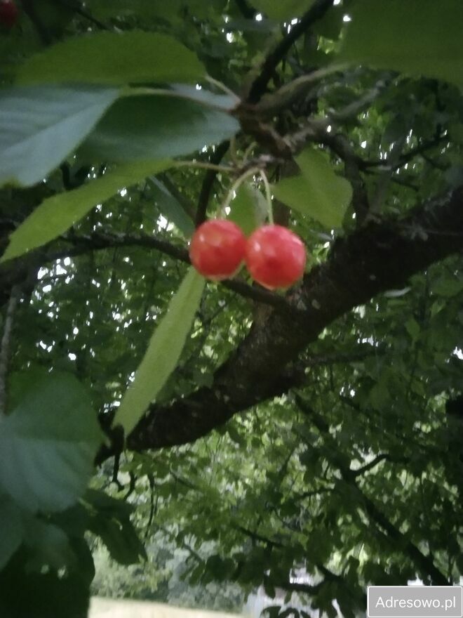 Działka rekreacyjna Brzemiona. Zdjęcie 3
