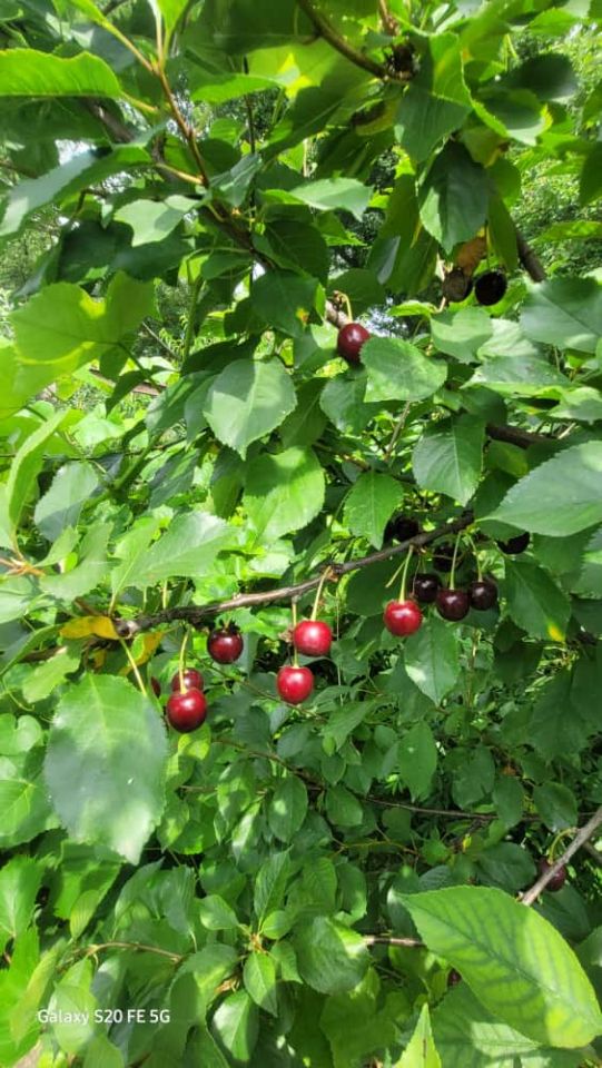 Działka rod Żary, ul. Pszenna. Zdjęcie 16