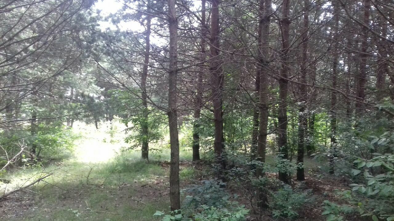 Działka budowlana Zalesie. Zdjęcie 3