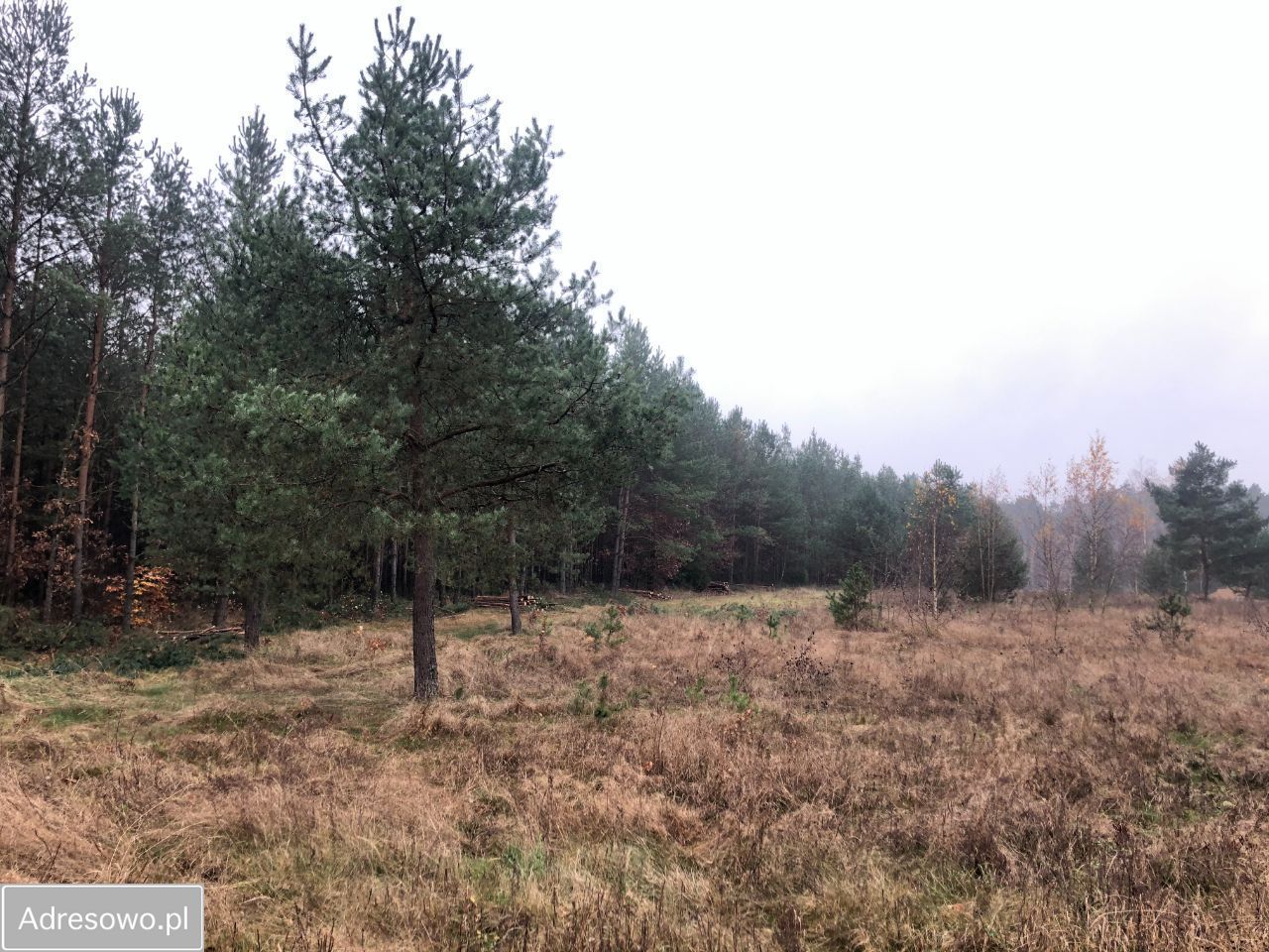Działka leśna Piła. Zdjęcie 2