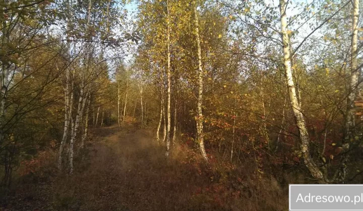 Działka leśna Szczechowo