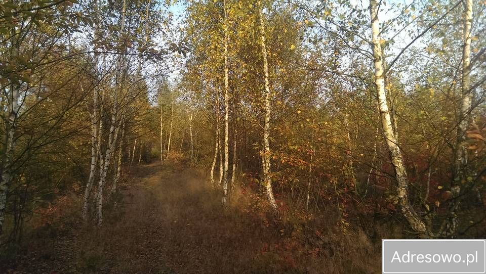 Działka leśna Szczechowo