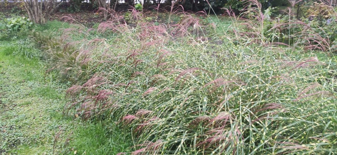 Działka rod Lublin. Zdjęcie 4