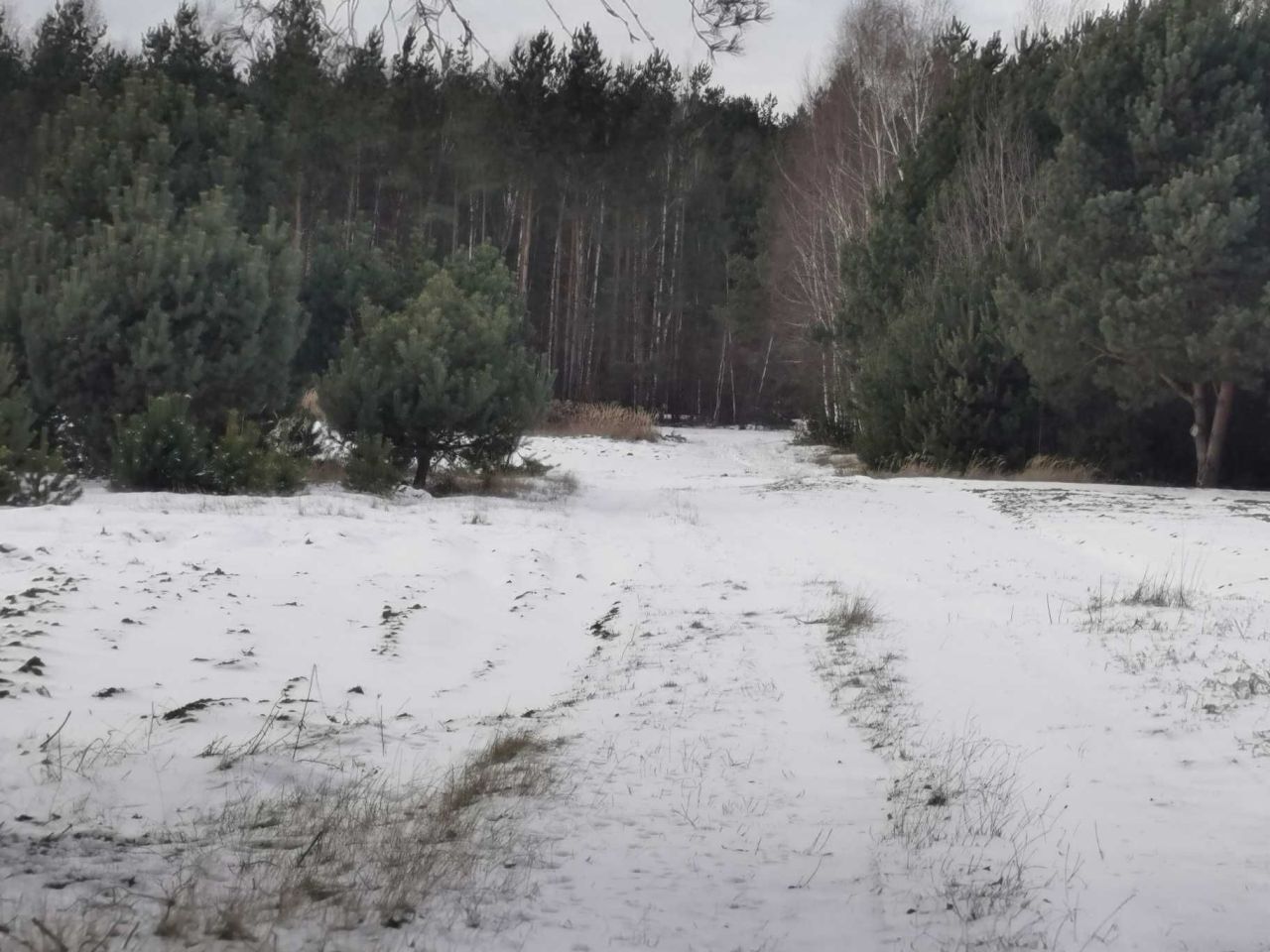Działka leśna Nowy Jasieniec Iłżecki. Zdjęcie 5