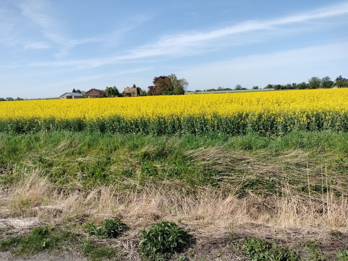 Działka siedliskowa Cedry Małe. Zdjęcie 8