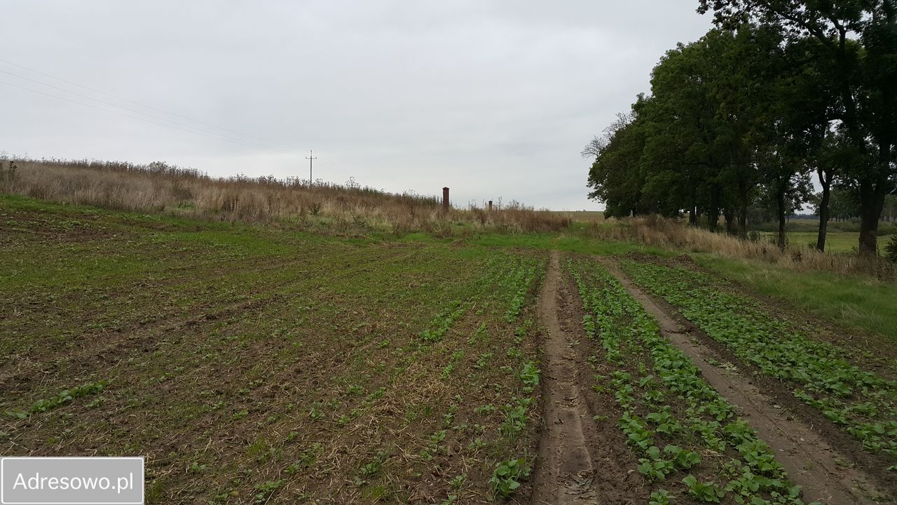Działka budowlana Drzewianowo. Zdjęcie 5