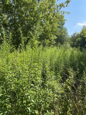 Działka budowlana Milanówek Turczynek. Zdjęcie 3