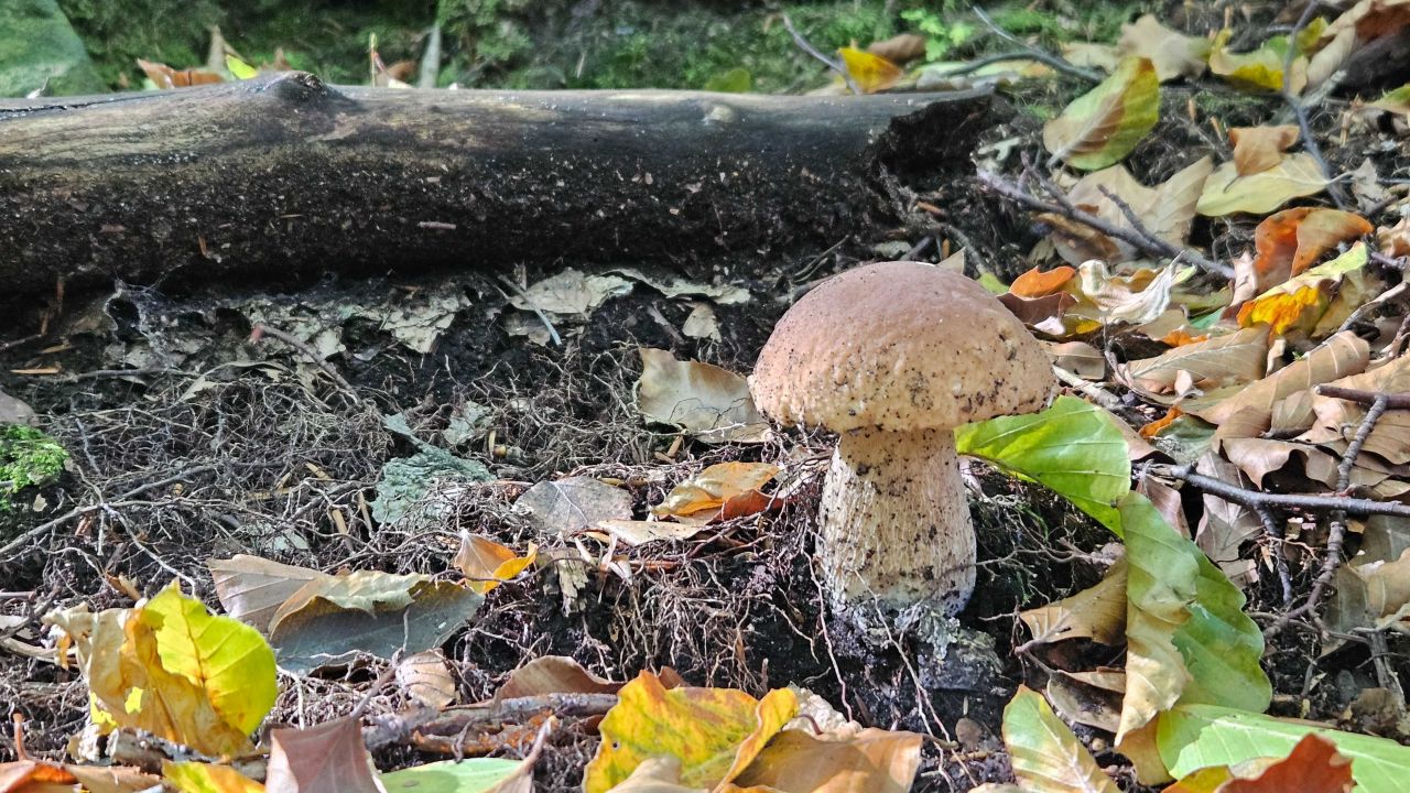 dom wolnostojący Jaworze, ul. Grabka. Zdjęcie 6