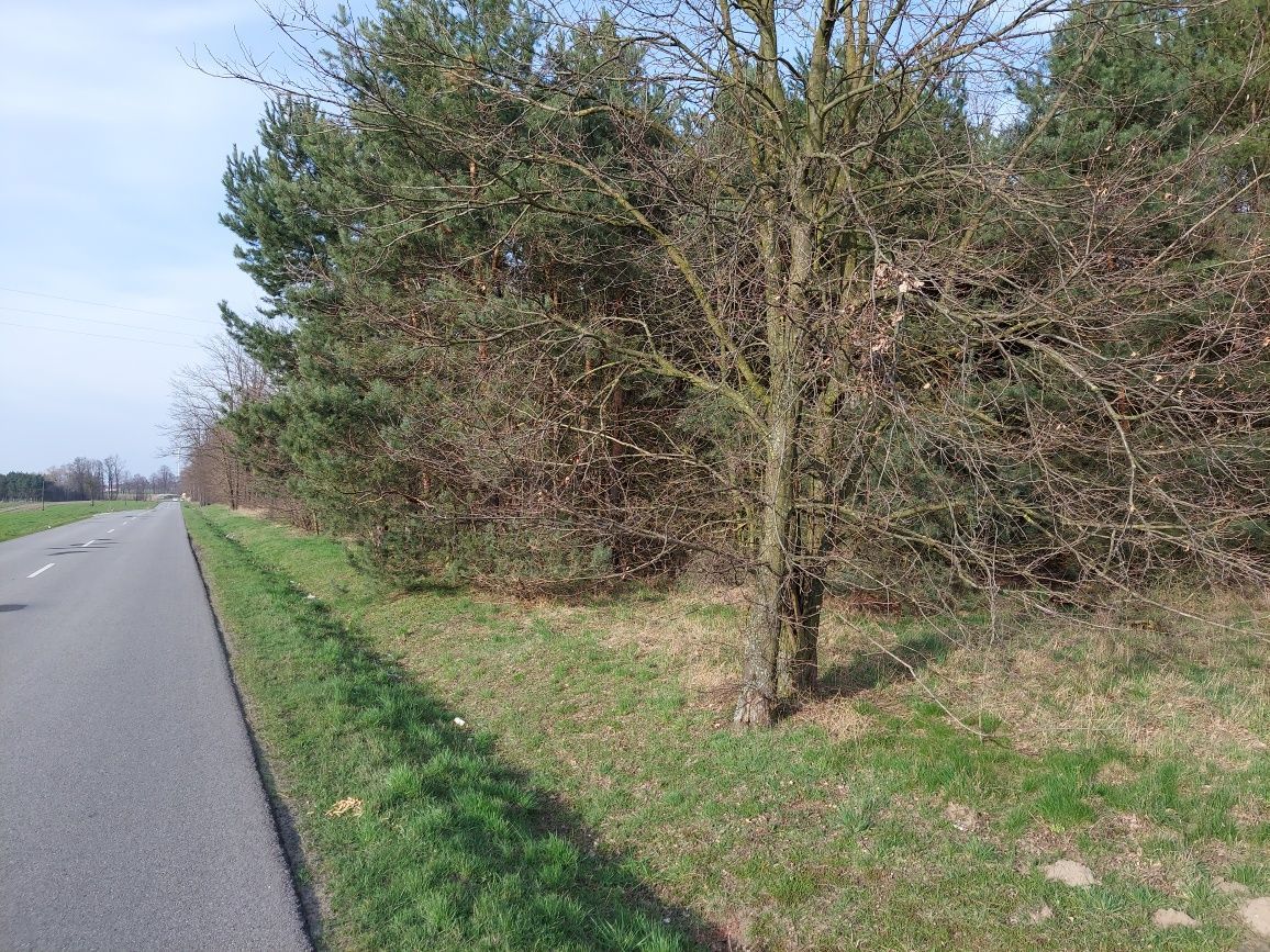 Działka budowlana Drzązna. Zdjęcie 8