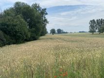 Działka rolno-budowlana Szczawin Borowy-Wieś. Zdjęcie 3