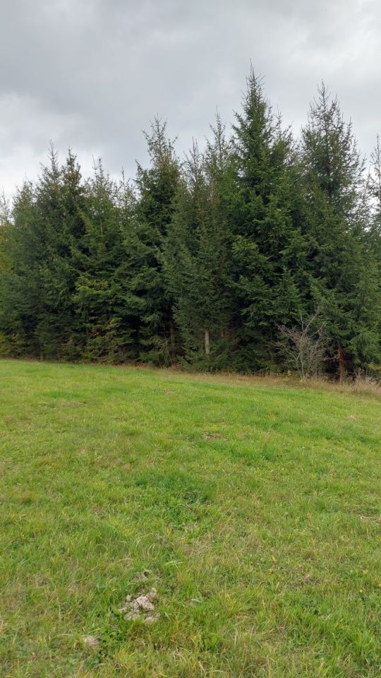 Działka leśna Krościenko nad Dunajcem. Zdjęcie 4