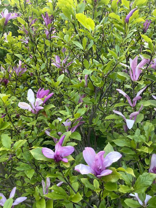 Działka rod Warszawa Mokotów. Zdjęcie 4