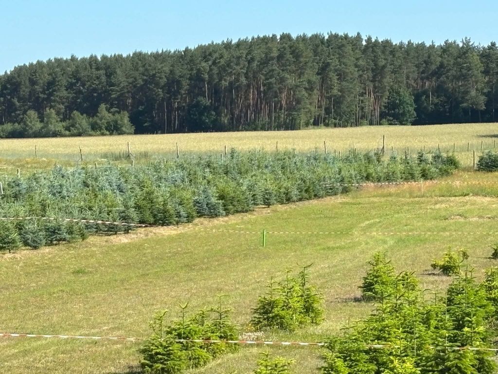 Działka budowlana Sadkowo. Zdjęcie 5