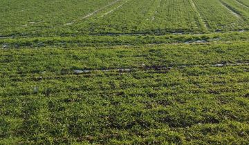 Działka rolno-budowlana Goszków