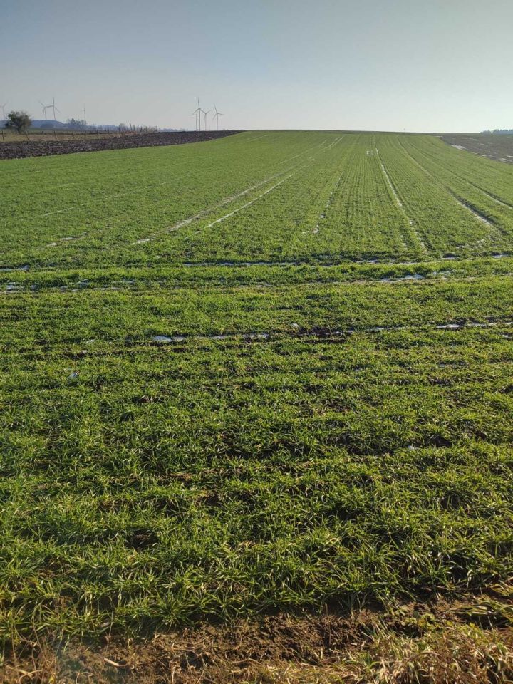 Działka rolno-budowlana Goszków. Zdjęcie 2