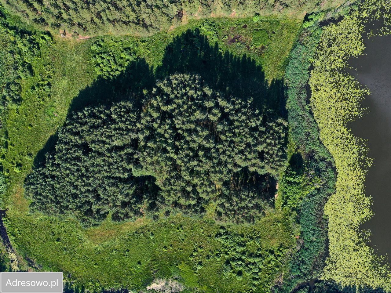 Działka rolna Jeleniowo. Zdjęcie 8