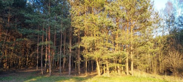 Działka leśna Ostrowy nad Okszą. Zdjęcie 1