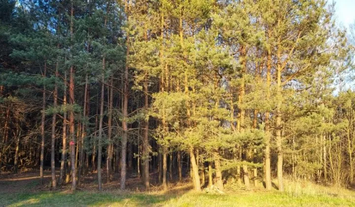 Działka leśna Ostrowy nad Okszą