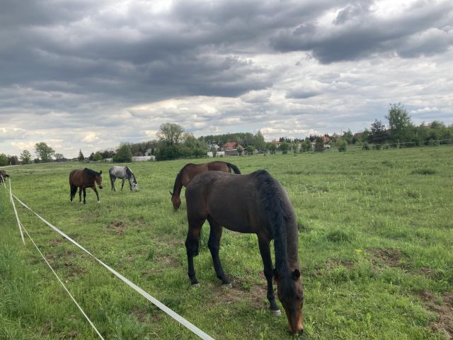 Działka budowlana Michałów-Grabina, ul. Wierzbowa. Zdjęcie 19