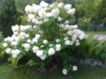 Działka leśna Radom, ul. Janiszewska. Zdjęcie 3