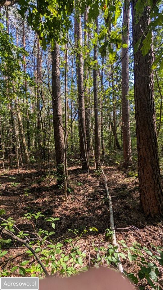 Działka budowlana Władysławów, ul. Sosnowa. Zdjęcie 4