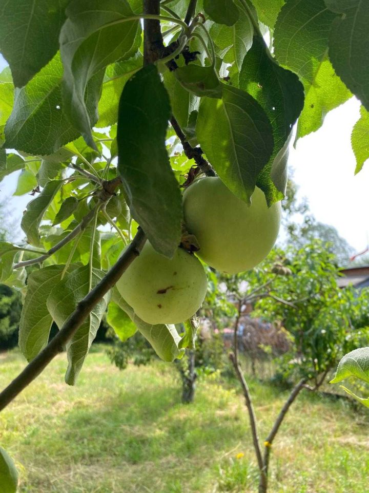 Działka rod Bydgoszcz, ul. Pielęgniarska. Zdjęcie 4