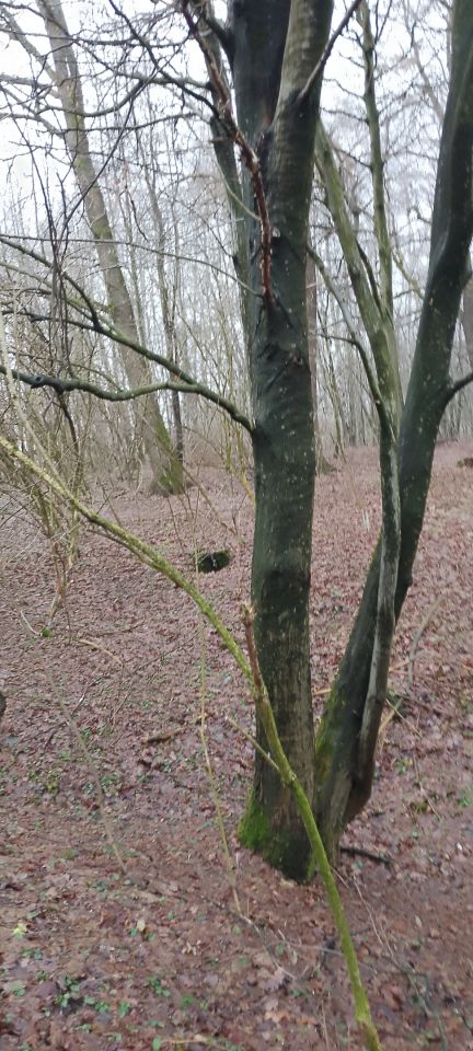 Działka leśna Osobnica Wiśniówki. Zdjęcie 10