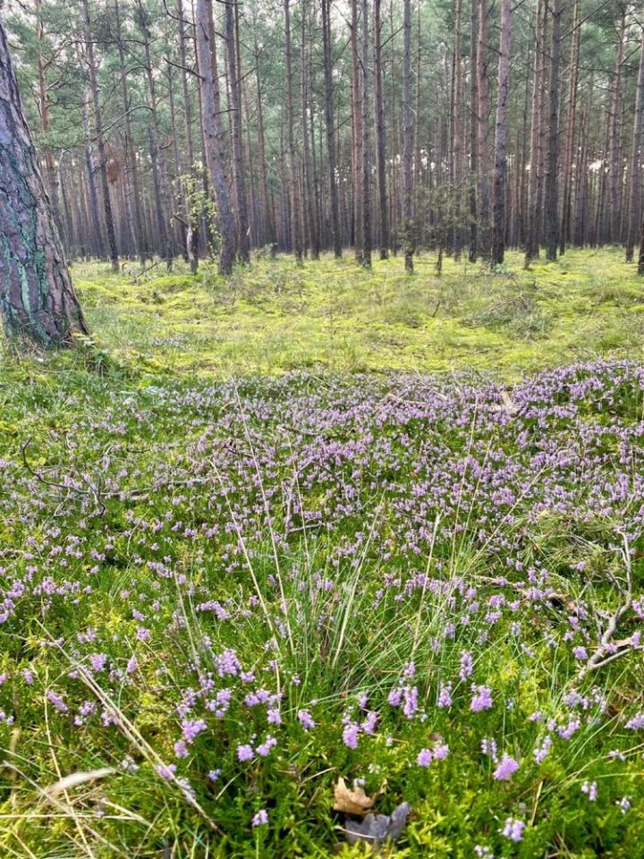 Działka budowlana Rusinowo, ul. Siedmiu Krasnoludków. Zdjęcie 4
