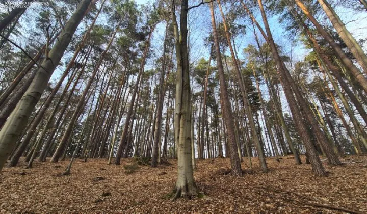 Działka leśna Bondyrz