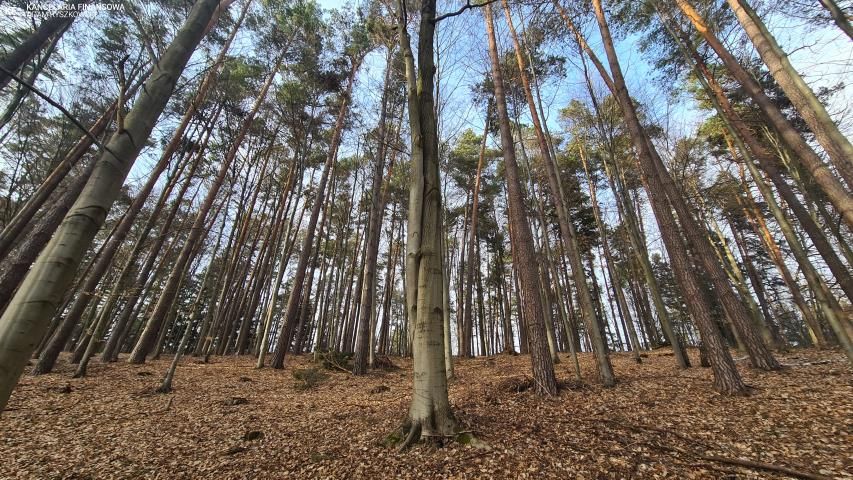 Działka leśna Bondyrz. Zdjęcie 1
