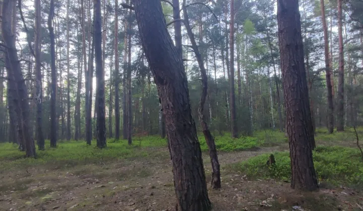 Działka leśna Giedlarowa