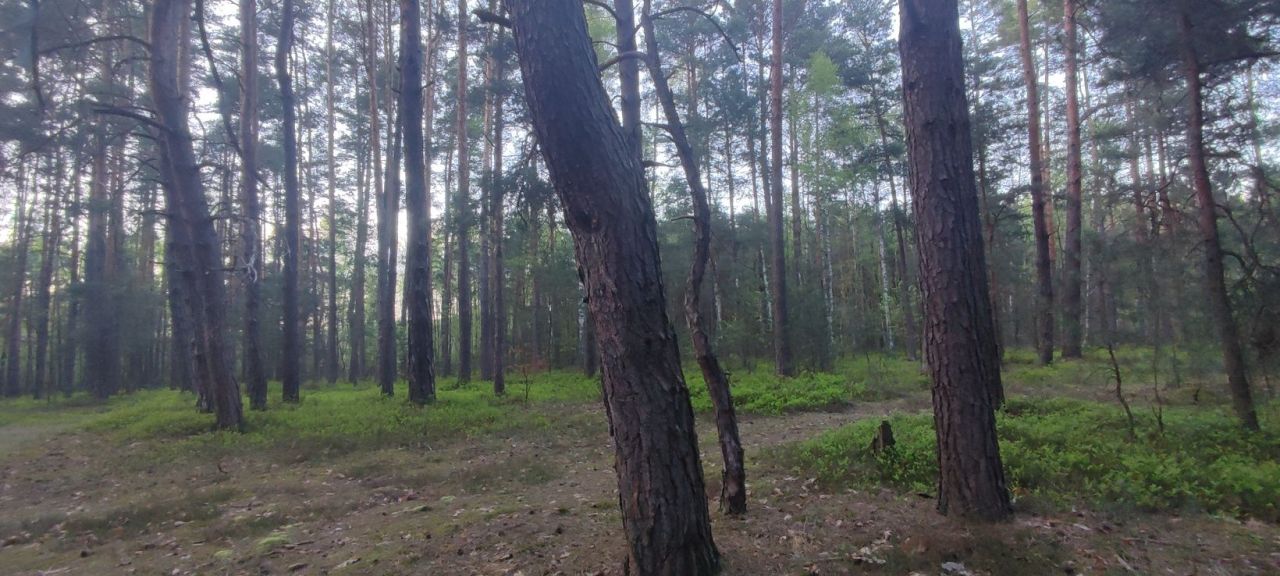 Działka leśna Giedlarowa. Zdjęcie 1